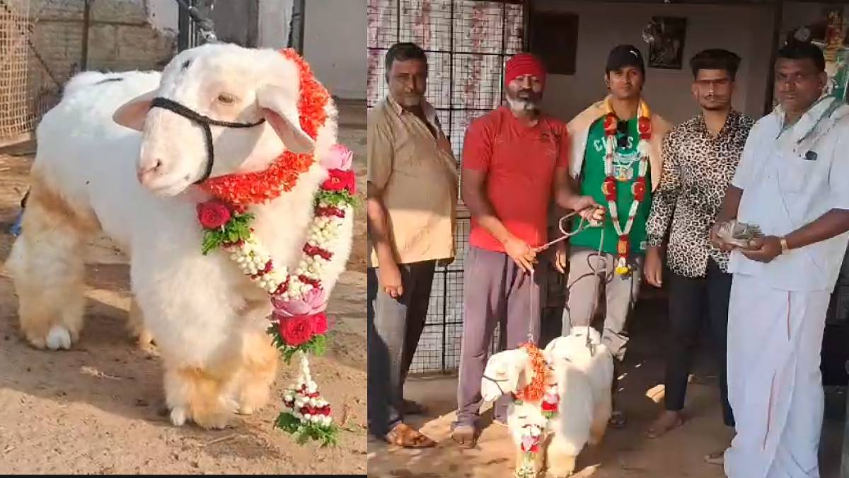 11 ತಿಂಗಳ ಈ ಟಗರು ಮರಿಗೆ ಕೊಟ್ಟಿದ್ದು ಬರೋಬ್ಬರಿ ಎಷ್ಟು ಲಕ್ಷ ಗೊತ್ತಾ ? ಈ ತಳಿಯ ವಿಶೇಷತೆ ಹೀಗಿದೆ!!