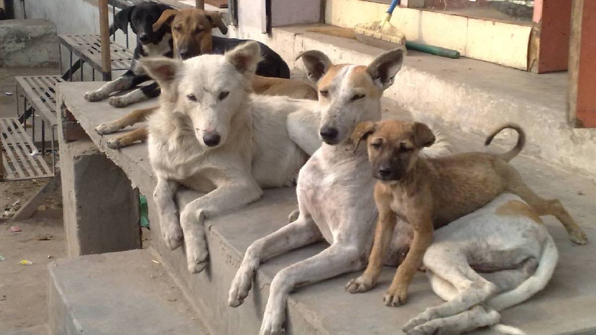 ಬೀದಿ ನಾಯಿಗಳಿಗೆ ಇನ್ಮುಂದೆ ಆಹಾರ ಹಾಕೋರು ಹುಷಾರ್ ಇರಿ - ಸುಪ್ರೀಂ ಕೋರ್ಟ್ ನಿಂದ ಬಂತು ಹೊಸ ನಿಯಮ!!