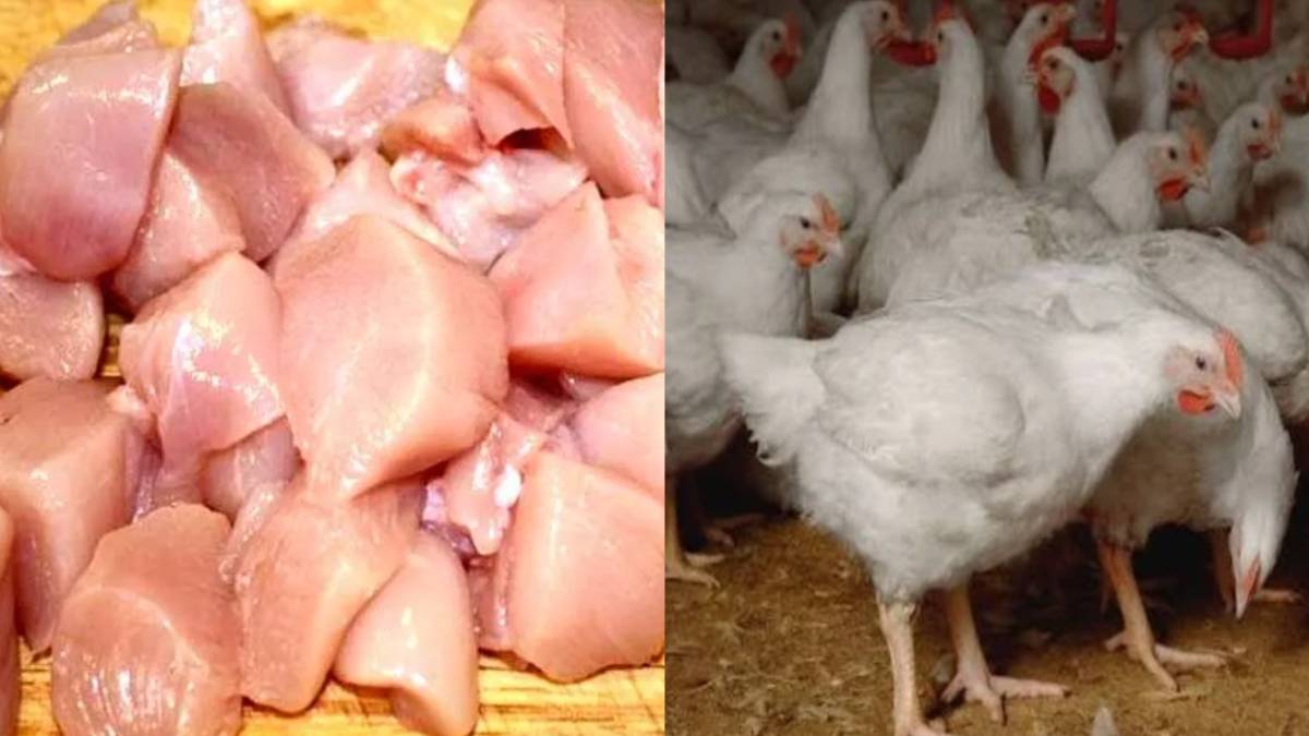 ಚಿಕನ್ ಪ್ರಿಯರ ಜೇಬಿಗೆ ಬೀಳಲಿದೆ ದೊಡ್ಡ ಕತ್ತರಿ - ಬಾರಿ ಏರಿಕೆಯಾದ ಕೋಳಿ ಮಾಂಸದ ರೇಟ್!!