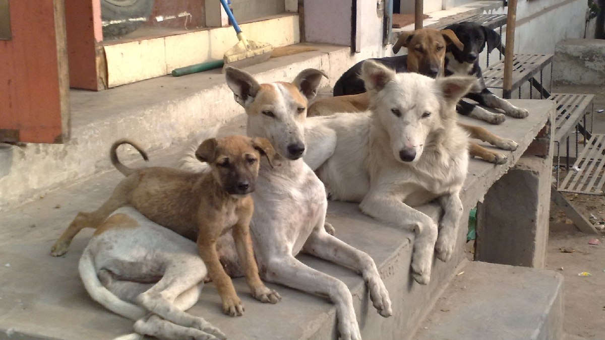 Poll Promises Turn Deadly: 500 Stray Dogs Slaughtered in Telangana Villages to ‘Fulfill Election Vows’