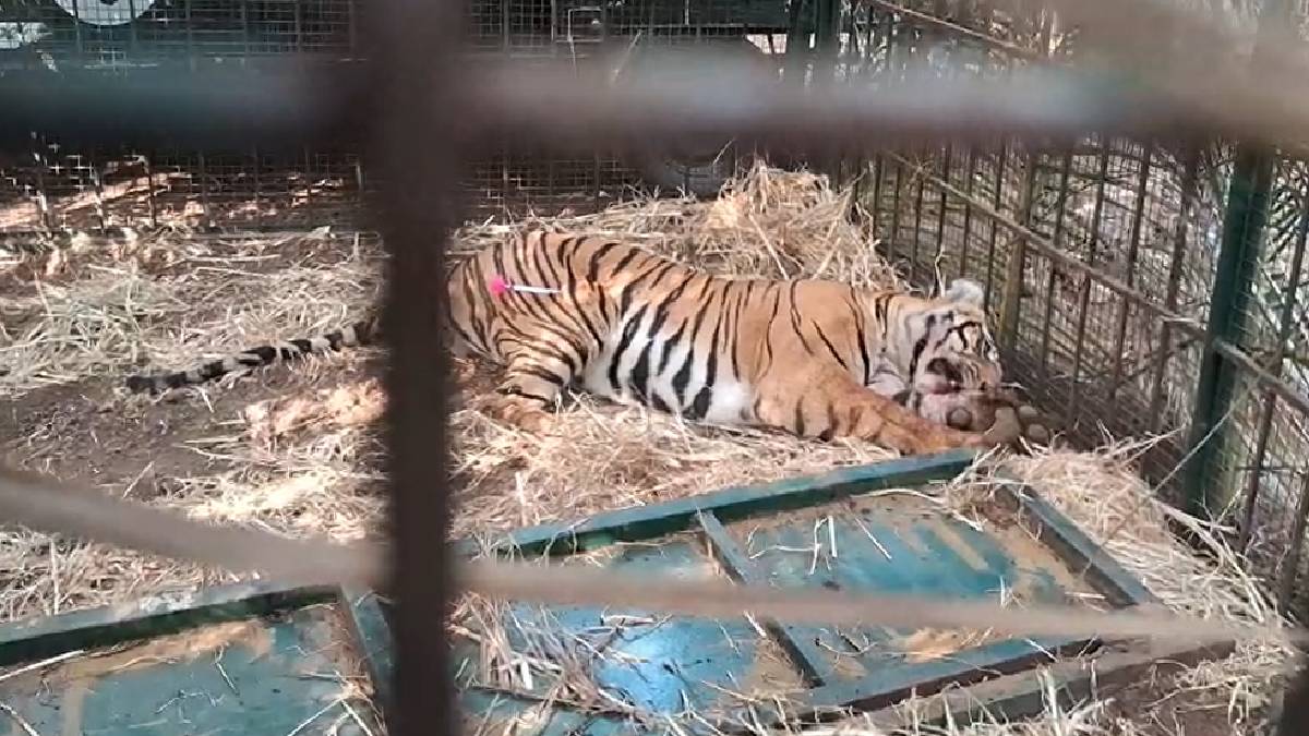 Tiger Captured in Mysuru District, Relocated to Bannerghatta National Park
