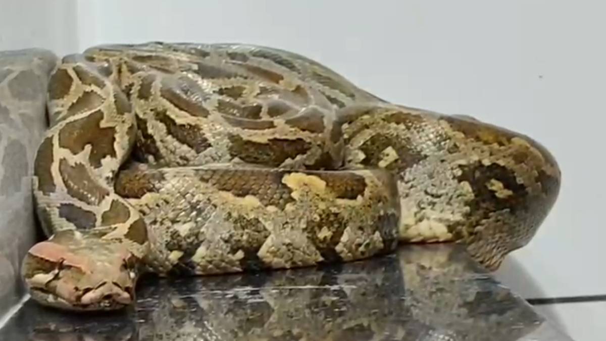 ಮನೆಯ ಬಾತ್ ರೂಂನಲ್ಲಿ ಕಾಣಿಸಿಕೊಂಡ ಬೃಹತ್ ಗಾತ್ರದ ಹೆಬ್ಬಾವು - ಶಾಕ್ ಆದ ಮನೆ ಮಂದಿ!!