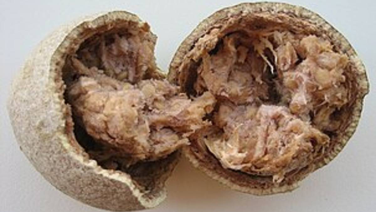 Sacred, Sweet, and Super Healthy: Wood Apple