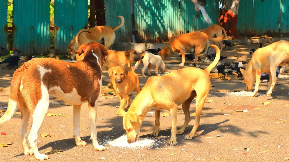 ಬೆಂಗಳೂರು ಶ್ವಾನ ಪ್ರಿಯರ ಗಮನಕ್ಕೆ - ಬೀದಿನಾಯಿಗಳಿಗೆ ಆಹಾರ ಹಾಕಲು 450 ಸ್ಥಳ ನಿಗದಿ!!