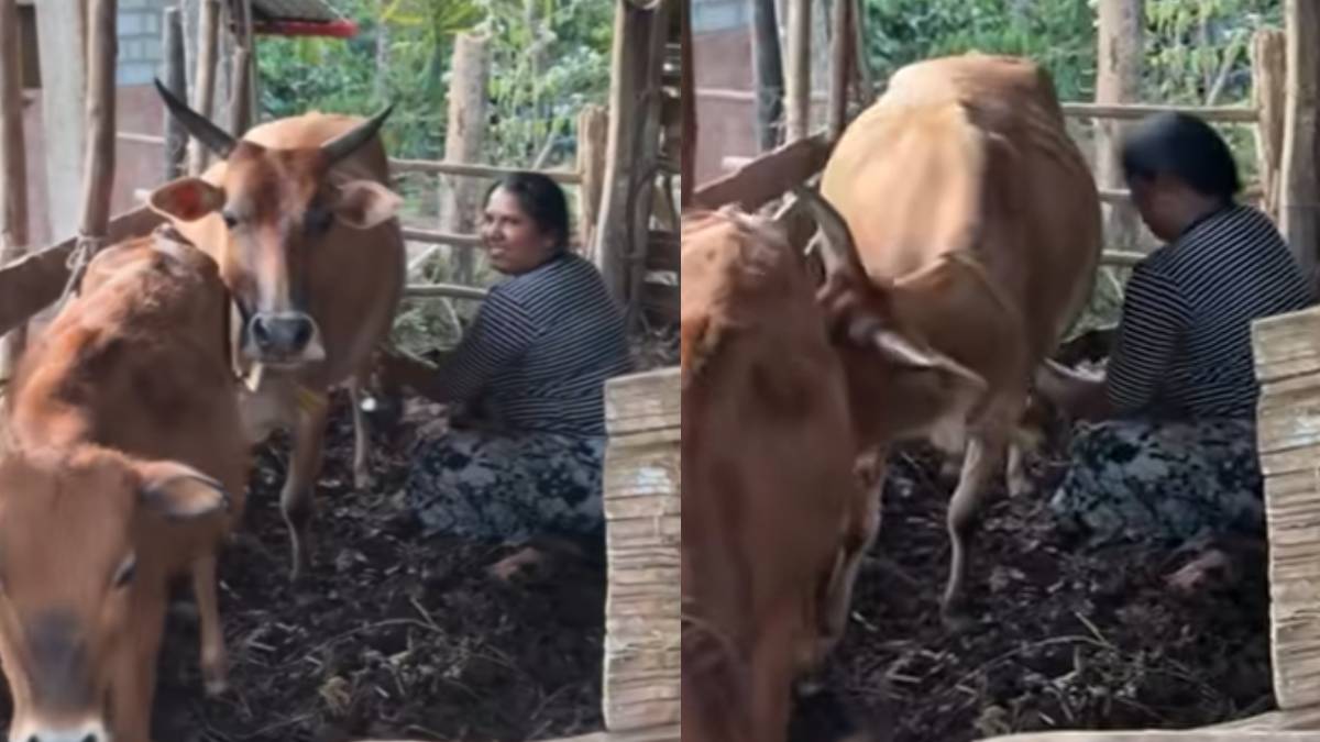 ಮನೆಯವರ ಮಾತು ಕೇಳುವ ಗೋಮಾತೆ - ಬಾರಿ ವೈರಲ್ ಆಗ್ತಿದೆ ಹೃದಯ ಸ್ಪರ್ಶಿ ವಿಡಿಯೋ!!