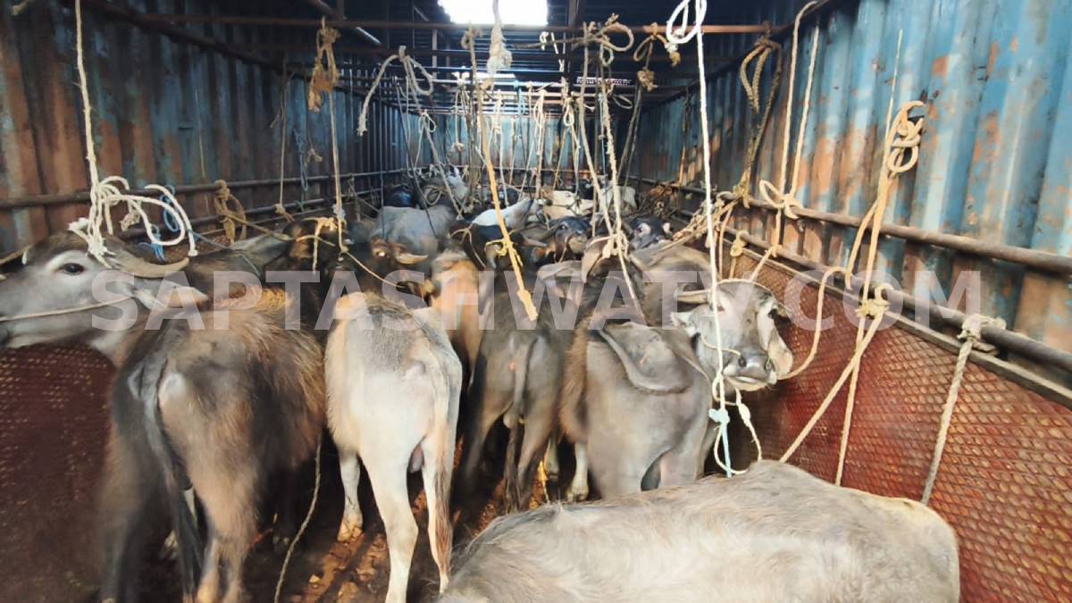 Mysuru Police Rescue More than 40 Cattle from Illegal Transportation