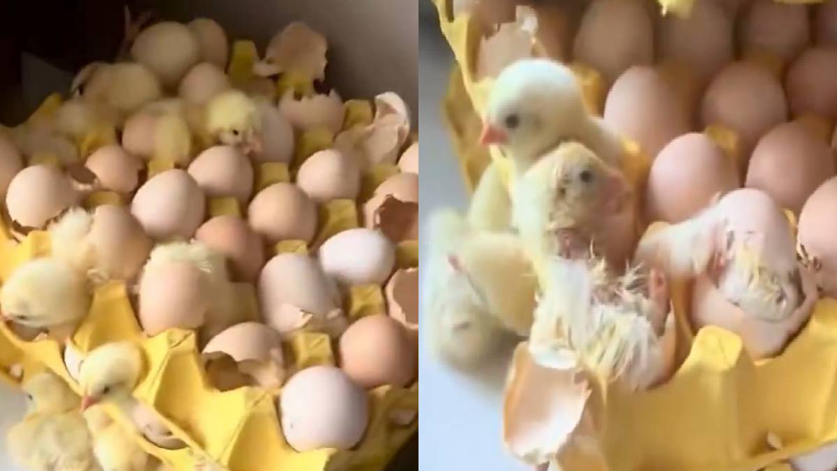 Woman Shocked as 70 Chicks Hatch from Store-Bought Eggs in Qingdao