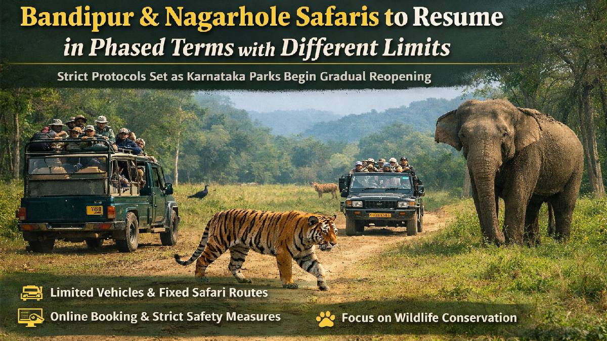 Bandipur and Nagarhole Safaris to Resume on Phased Terms with Different Limits