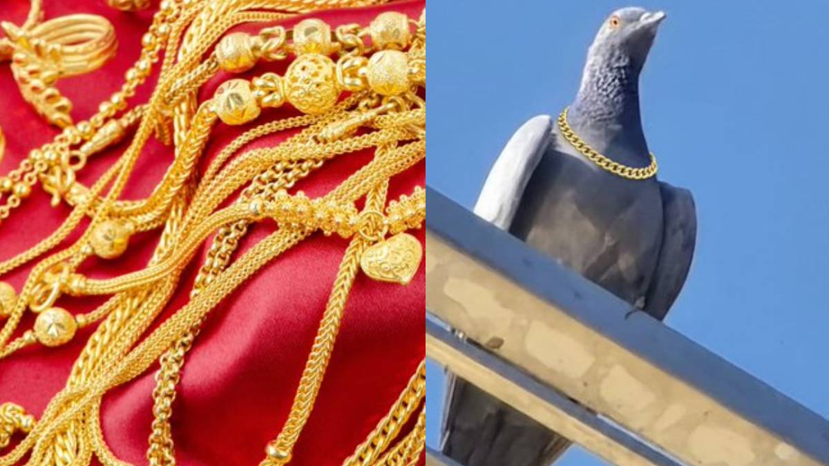 ಚಿನ್ನದ ಅಂಗಡಿಗೆ ಬಂದ ಪಾರಿವಾಳ - ಮಾಲೀಕನ ಎದುರೇ ಒಂದು ಲಕ್ಷದ ಚಿನ್ನದ ಸರ ಏನ್ ಮಾಡಿದೆ ನೋಡಿ!!