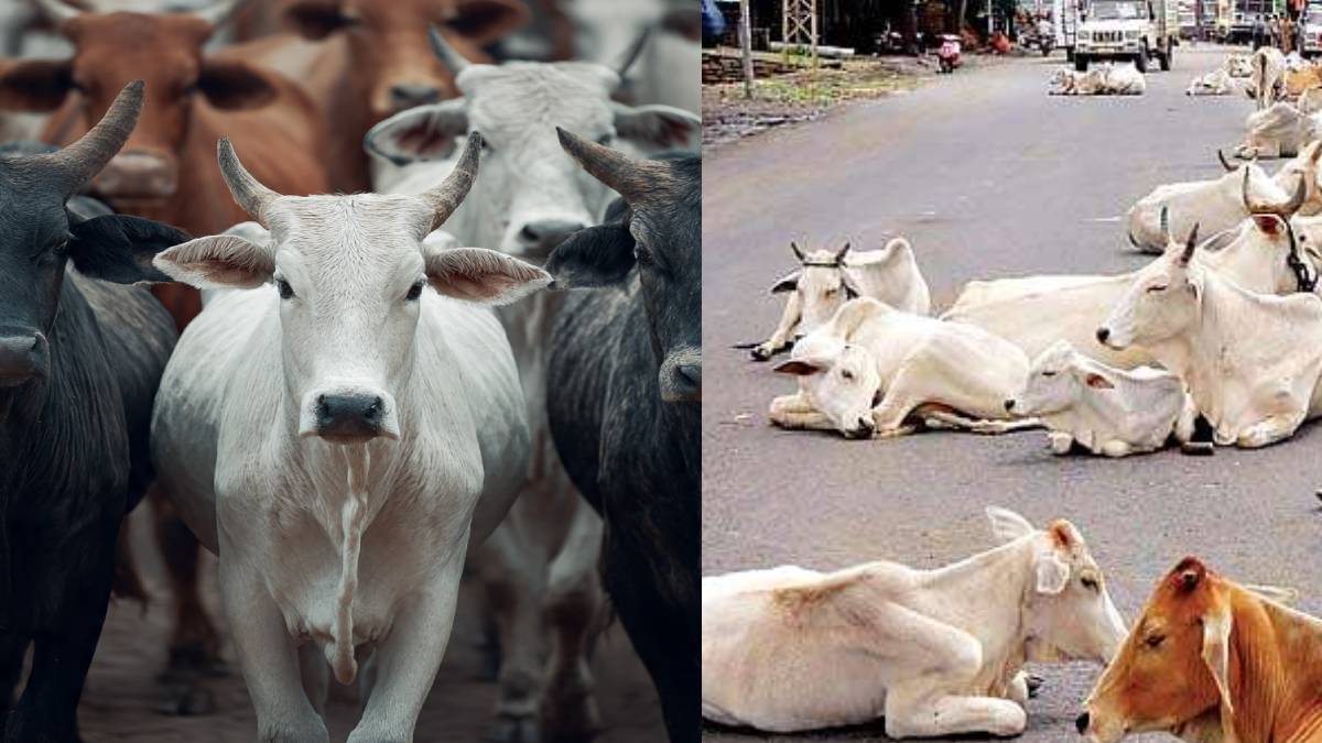 2 ದಿನಗಳಲ್ಲಿ ಹಸುಗಳ ಸರಣಿ ಸಾವು - ಜೀವನಕ್ಕೆ ಅವುಗಳೇ ಆಧಾರವಾಗಿದ್ದವು ಎಂದು ಕಣ್ಣೀರಿಟ್ಟ ರೈತರು!!