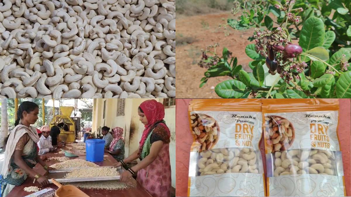 Graduate Engineer Turns Cashew Farming into Success Story in Challakere