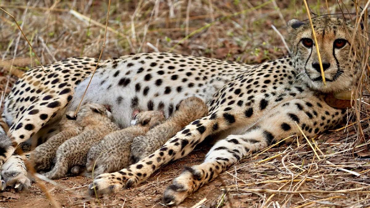 Fourth Cheetah Cub Born at Kuno National Park – A Landmark in India’s Conservation Journey
