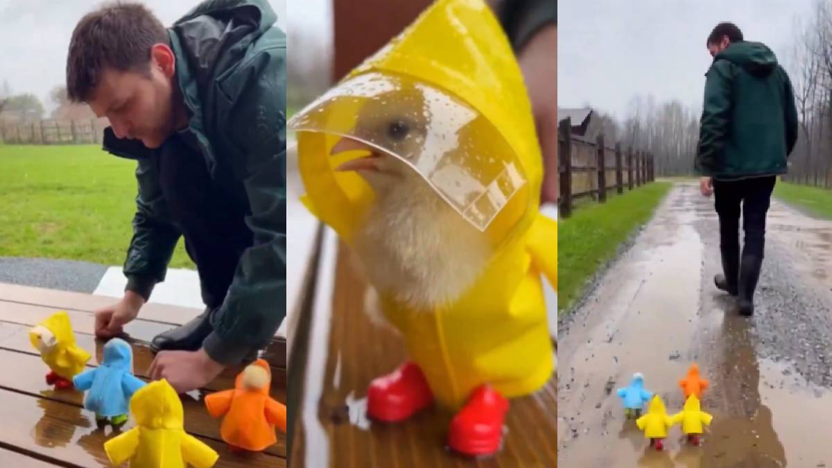 Cute viral video shows Turkish man dressing chicks in bright raincoats for safety