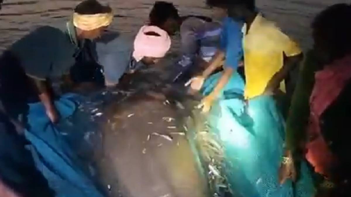 Hope in the Sea: Dugong Conservation Success in Tamil Nadu