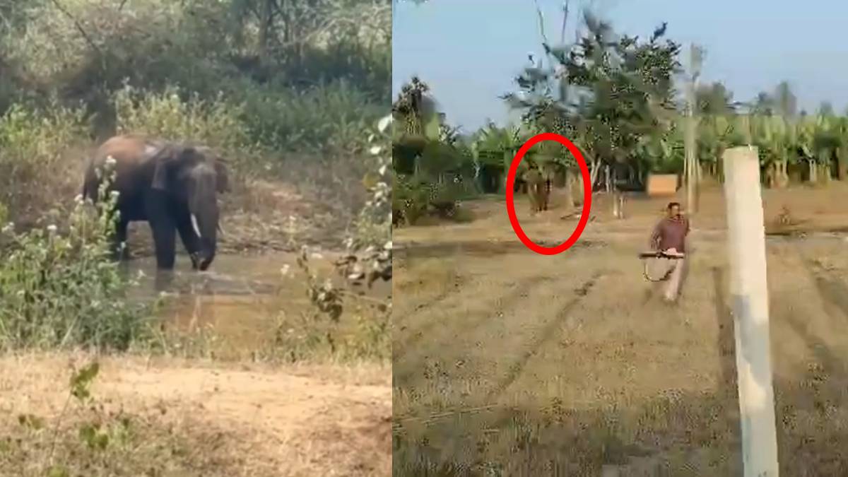 ಅರಣ್ಯ ಸಿಬ್ಬಂದಿಯನ್ನು ಬೆನ್ನಟ್ಟಿದ ಆನೆ - ಮಂಡ್ಯದಲ್ಲಿ ಕಾಡಿನಿಂದ ನಾಡಿಗೆ ಬಂದ ಒಂಟಿ ಸಲಗ!!