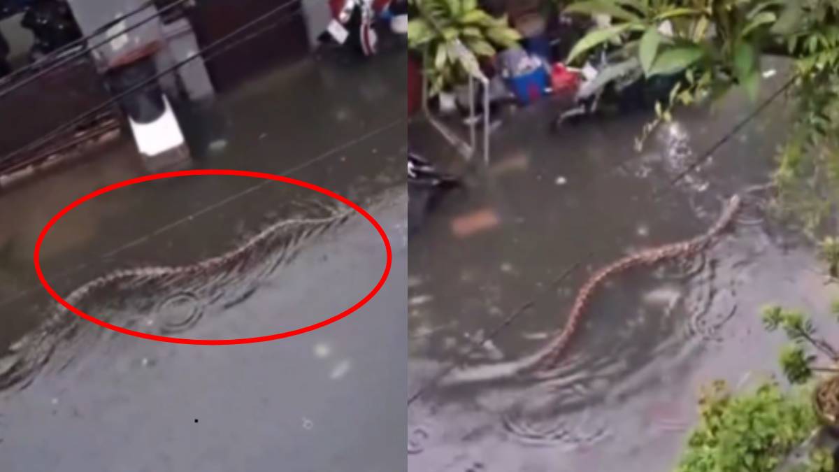 Bali Floods After Three Days of Rain Bring Giant Pythons Into Streets