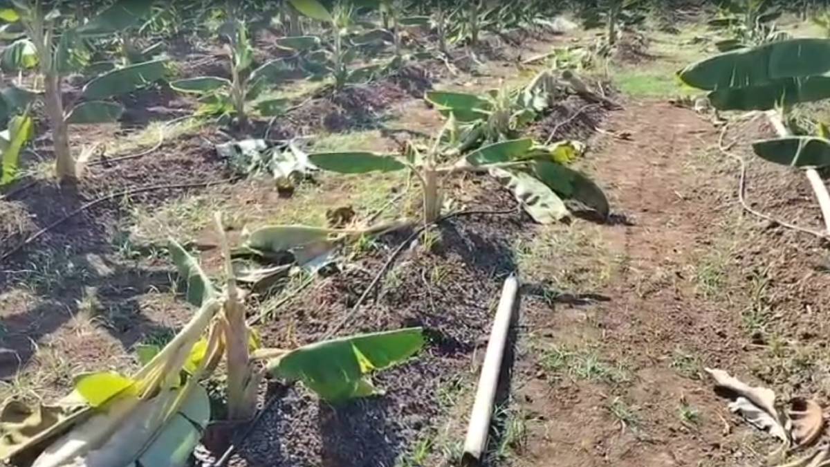 'ಕುಂಭಾರನಿಗೆ ವರುಷ ದೊಣ್ಣೆಗೆ ನಿಮಿಷ' ಎಂಬಂತೆ ರಾತ್ರೋರಾತ್ರಿ ಬಾಳೆತೋಟ ಧ್ವಂಸ!! ರೈತ ಕಣ್ಣೀರಿಟ್ಟ ಘಟನೆ!!