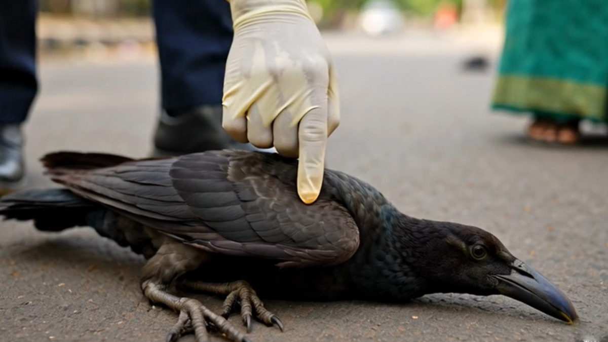 Dead Crows in Tamil Nadu Town Spark H5N1 Bird Flu Fears; Officials Rule Out Human Health Risk