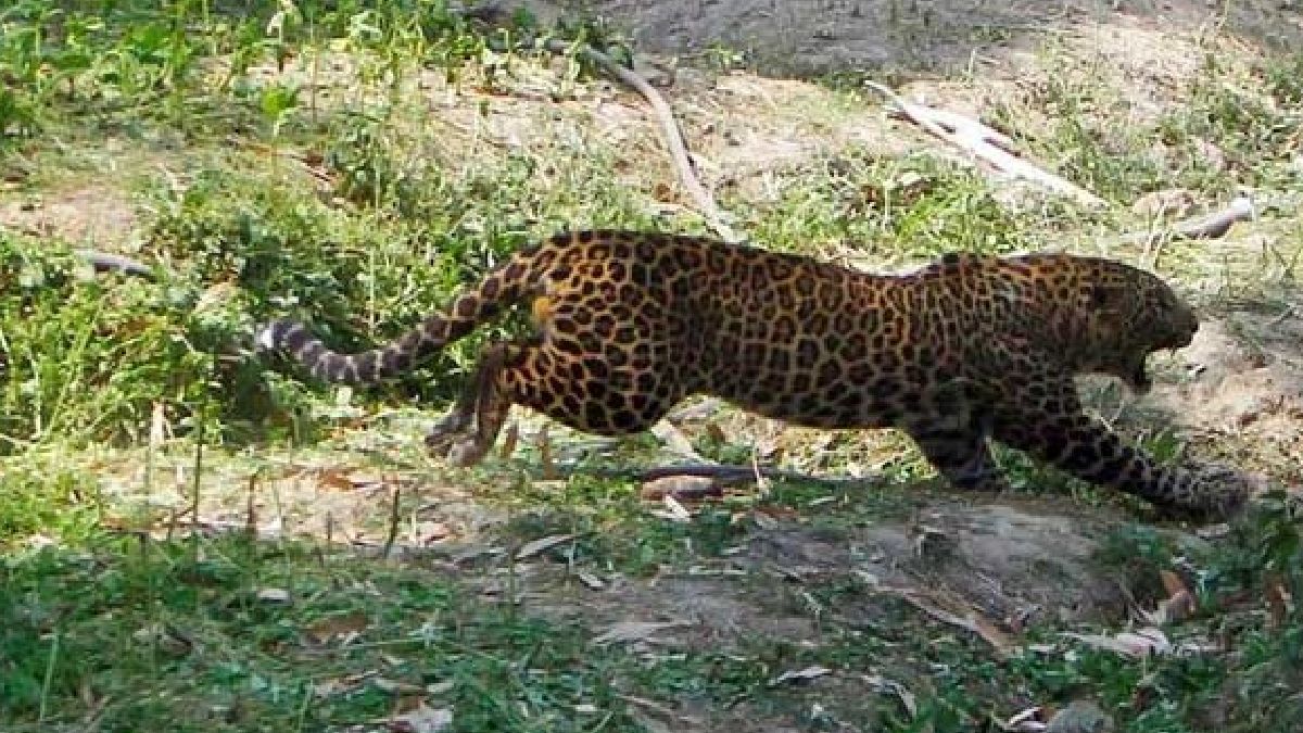 Leopard Spotted Near Virupaksha Temple, Hampi; Panic at Janata Plot