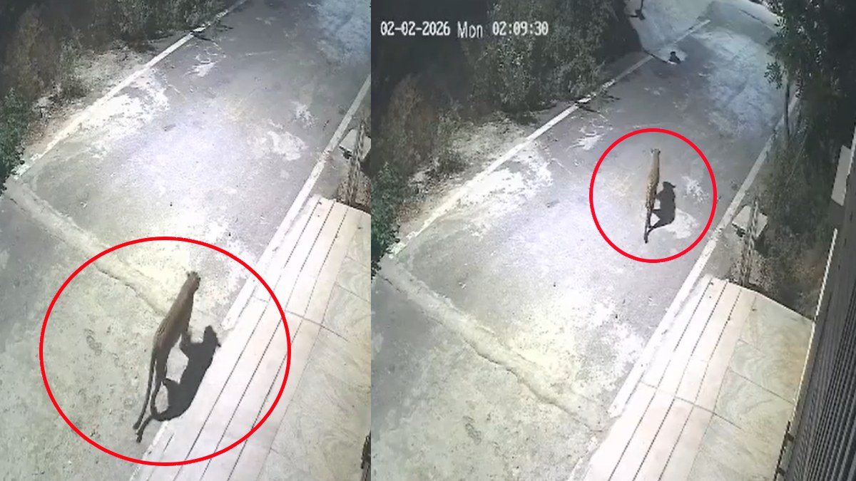 Leopard Terror Grips Anjanapura: Online Deliveries Halted, Residents Live in Fear After Dark