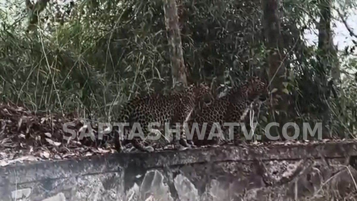 Dandeli: Leopard and Cub Spotted Relaxing by the Roadside