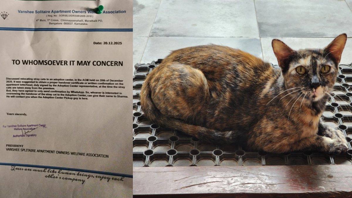 Bengaluru HAL Police Register FIR Over Pregnant Cat Kidnapping