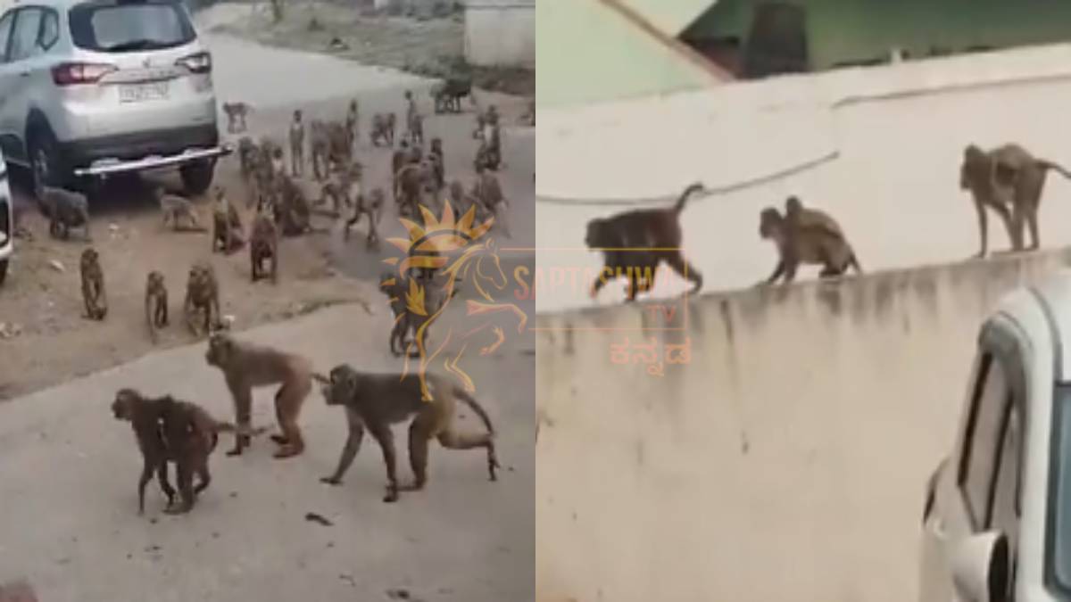Monkeys Take Over Valmidi Village Streets, Villagers Ask for Safety and Peace