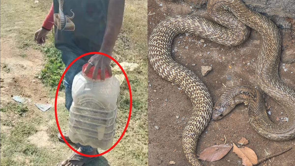 ಕೋಲಾರದಲ್ಲಿ ಬಂಗಾರದ ಹಾವು ಪ್ರತ್ಯಕ್ಷ – ಬಂಗಾರದ ನಾಗರಹಾವು ಸೇರಿದ್ದು!!