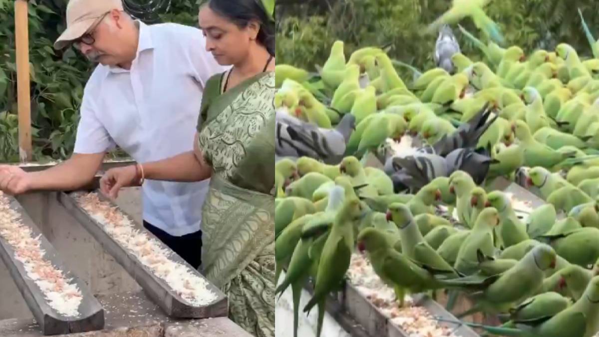 The Parrot Man of Chennai: A Rooftop Sanctuary for Thousands of Birds