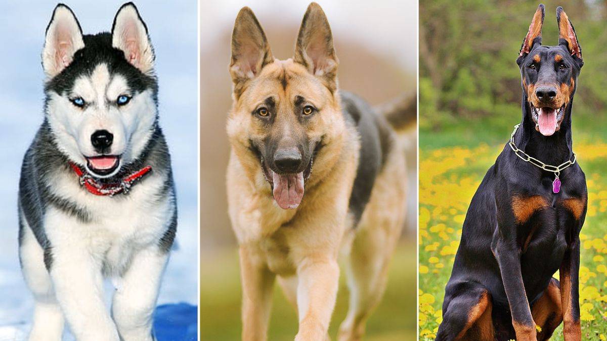 Bengaluru Rules: License Required to Keep Pet Dog