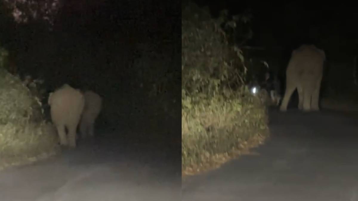 ಕಾಡಾನೆಗಳ ಮಧ್ಯೆ ಸಿಲುಕಿದ ಬೈಕ್ ಸವಾರ – ಅದೃಷ್ಟವಶಾತ್ ಪಾರಾದ ಘಟನೆ!!