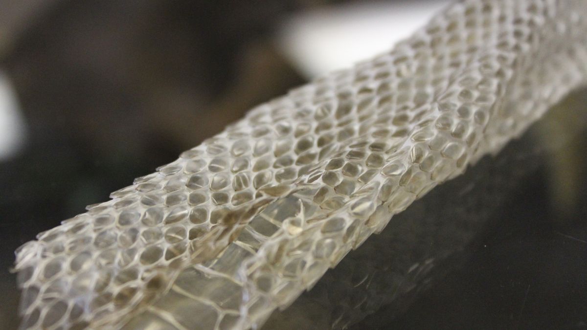 The ‘Nagin’ Hoax: UP Woman Stages Serpent Transformation with Snake Skin and Sindoor to Elope with Lover