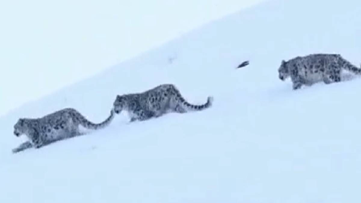 Rare Snow Leopard Family Spotted in Ladakh’s Himalayas