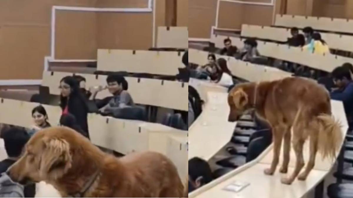 Stray Dog Walks Into IIT Bombay Classroom, Students Amused by Unexpected Visitor