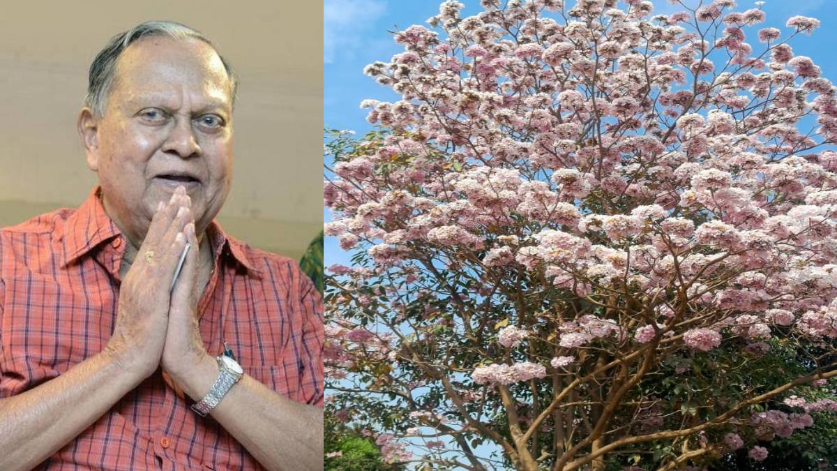 Bengaluru Turns Pink Before Yugadi With Blossoms of Tabebuia Rosea Trees