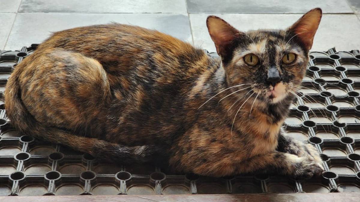 ಗರ್ಭಿಣಿ ಬೆಕ್ಕನ್ನು ಕಿಡ್ನ್ಯಾಪ್ ಮಾಡಿದ ಘಟನೆ - ಬೆಂಗಳೂರಿನಲ್ಲಿ 9 ಮಂದಿ ವಿರುದ್ಧ FIR ದಾಖಲು!!