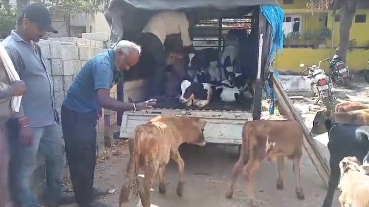 ಕರುಗಳ ಜೀವ ಉಳಿಸಿದ ಗ್ರಾಮಾಂತರ ಪೊಲೀಸರು!!