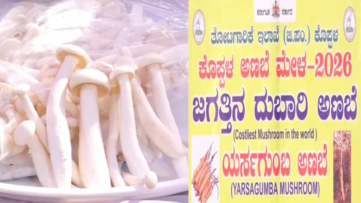 ಕಂಗೊಳಿಸಿದ ಅಣಬೆ ಮೇಳ - ಒಂದು ಕೆಜಿಯ ಅಣಬೆ ಬೆಲೆ ಕೇಳಿದ್ರೇ ದಂಗಾಗ್ತೀರಾ!! ಇಷ್ಟು ಲಕ್ಷನಾ?