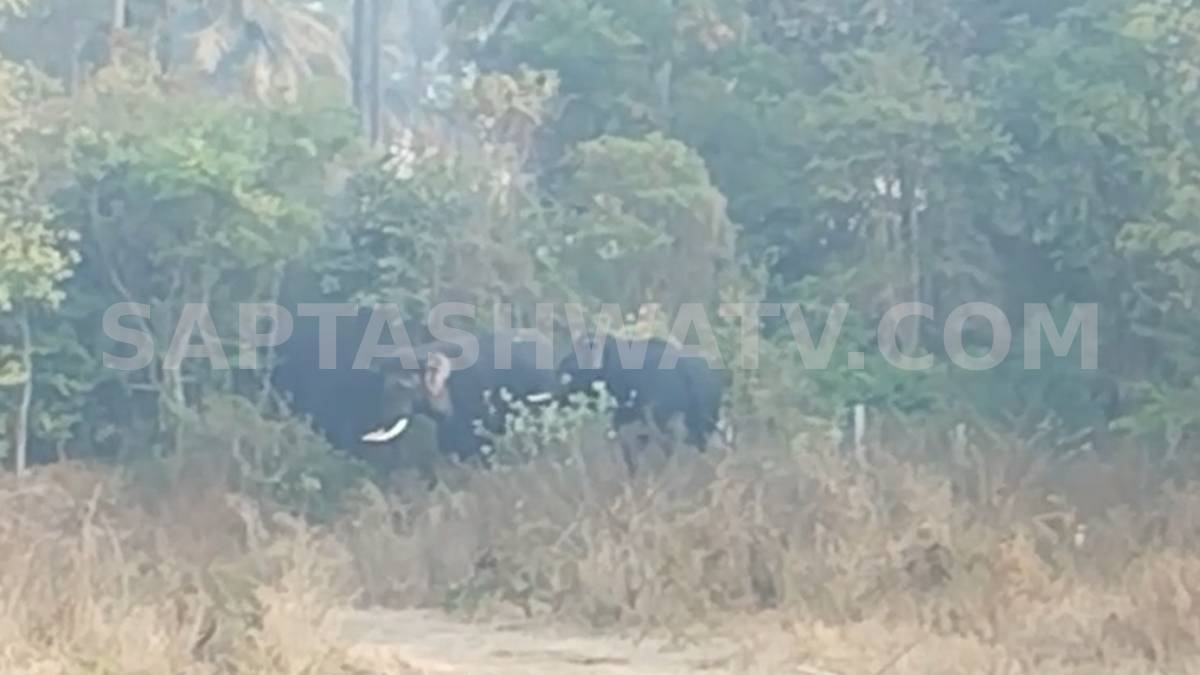 Wild Elephants Enter Farmlands in Ramanagara, Cause Panic Among Villagers