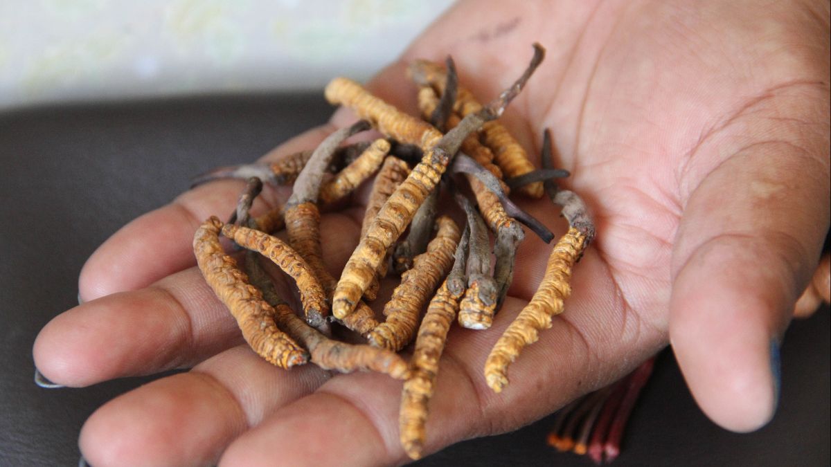 Yartsa Gunbu