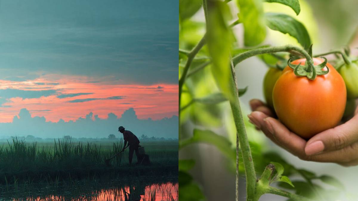 ಬೆಂಗಳೂರು ಅರಮನೆ ಮೈದಾನದಲ್ಲಿ ಆರಂಭವಾಗಲಿರುವ ಕೃಷಿ ಮೇಳ – ಫೆಬ್ರವರಿ 6ರಿಂದ ಭರ್ಜರಿ ಆರಂಭ!!