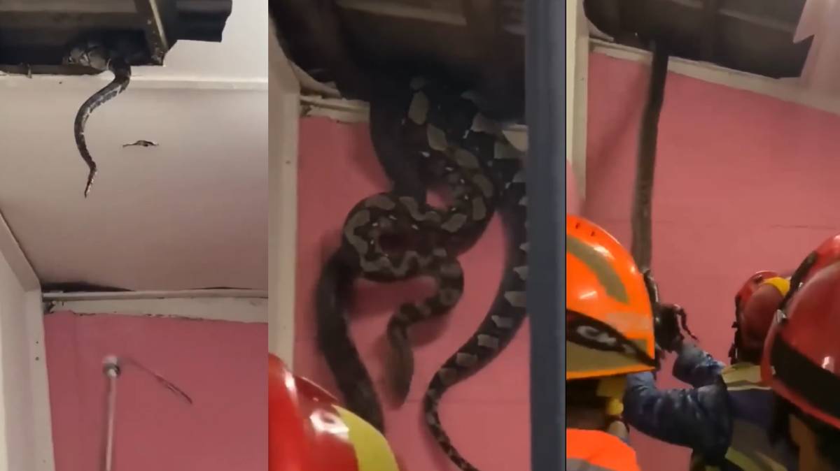 ಮೇಲ್ಛಾವಣಿಯಲ್ಲಿ ವಿಚಿತ್ರ ಶಬ್ದ - ಅಧಿಕಾರಿಗಳು ಬಂದು ನೋಡಿದಾಗ ಕಂಡ ಆ ದೃಶ್ಯಕ್ಕೆ ಮನೆಯವರೇ ಶಾಕ್!! ವಿಡಿಯೋ;