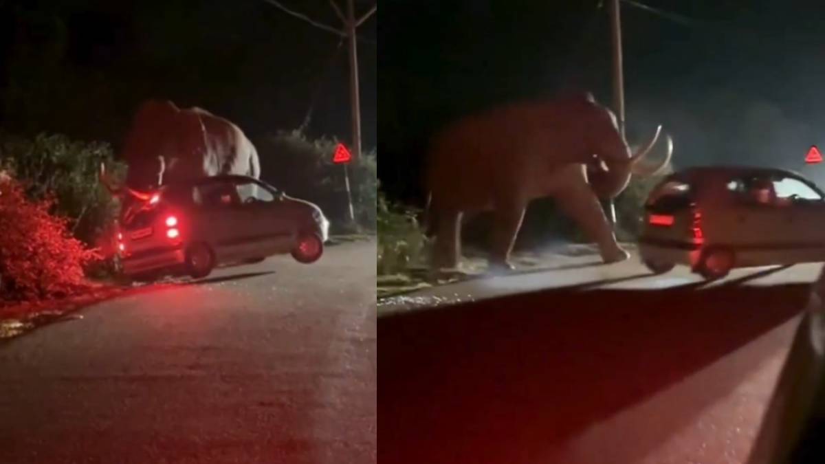 ರಸ್ತೆಯಲ್ಲಿ 'ಪಡೆಯಪ್ಪ'ನ ಅಟ್ಟಹಾಸ: ಕರ್ನಾಟಕ ಪ್ರವಾಸಿಗರಿದ್ದ ಕಾರಿನ ಮೇಲೆ ದಾಳಿ ಮಾಡಿದ ಕಾಡಾನೆ!! ವಿಡಿಯೋ;