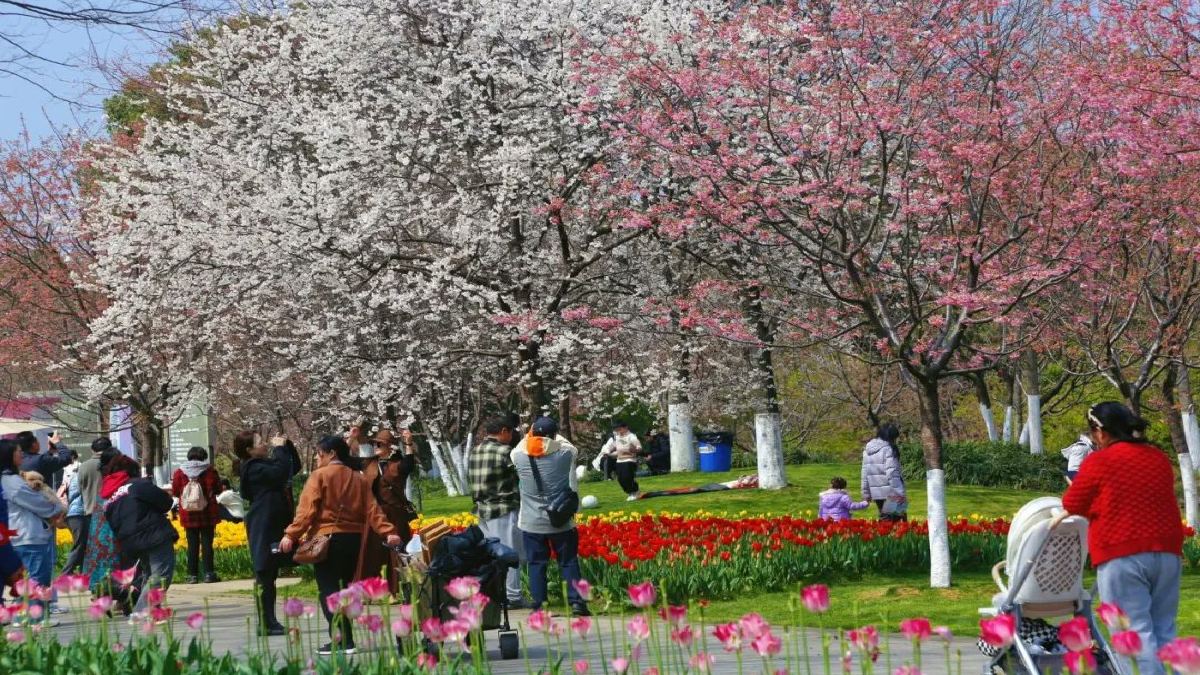 Blossoms of Spring: Cherry Blossom Festival Opens at Huangma Phoenix Valley in Jiangxi