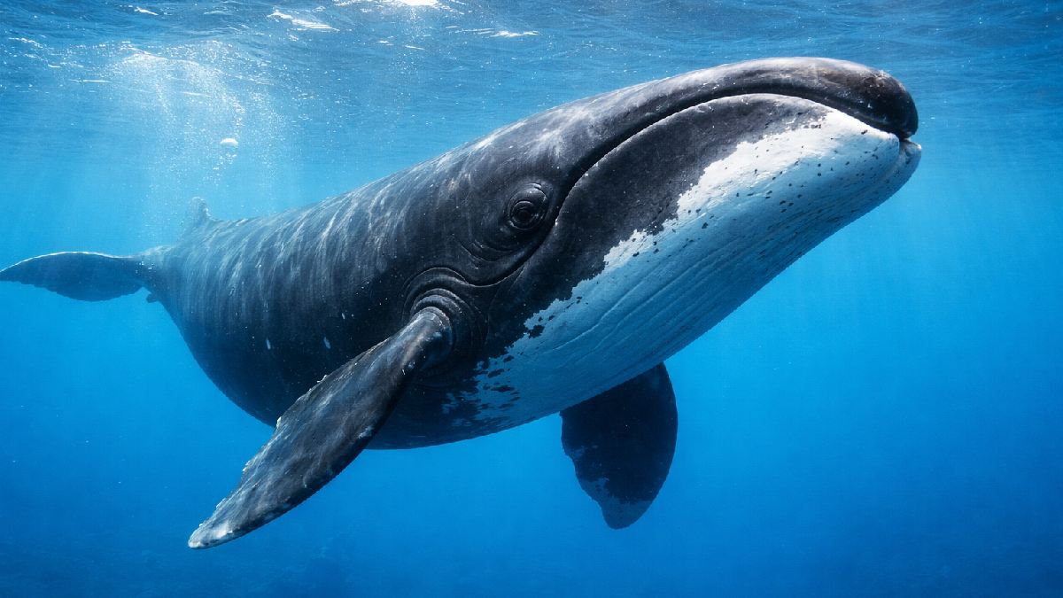 Whale Protein Discovery Could Help Humans Live Longer, Even Beyond 200 Years