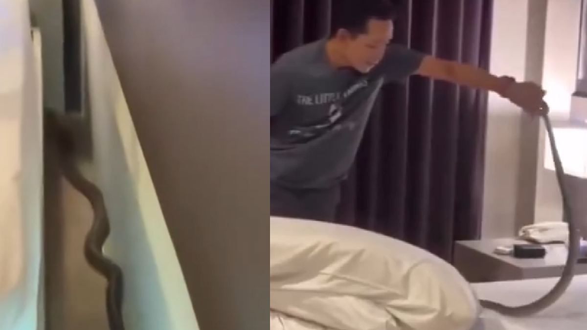 Cobra in the Hotel Room: A Frightening Wake‑Up in Krabi