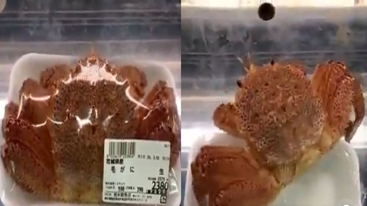 Crab Escapes Tray in Japanese Supermarket, Spurring Debate on Live Seafood