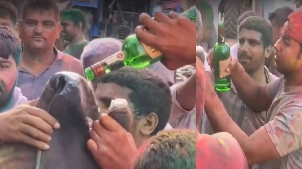 Cruelty in Celebration: Cow Forced to Drink Liquor in Haryana