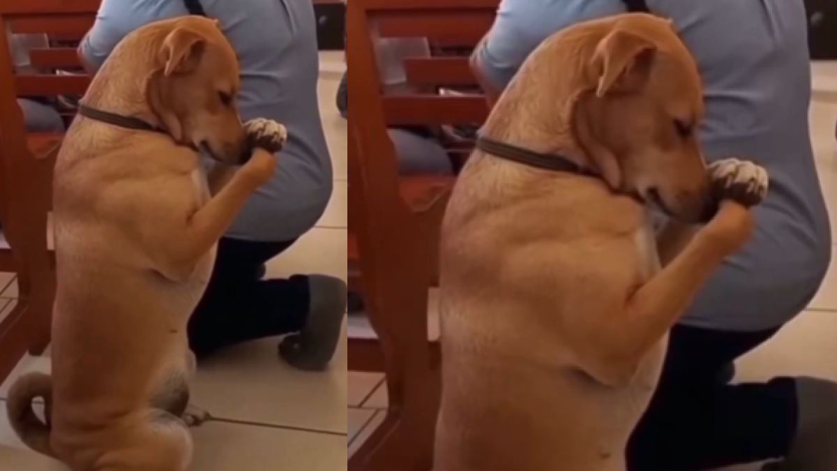 When Even the Dogs Bow Their Heads: A Scene of Shared Prayer