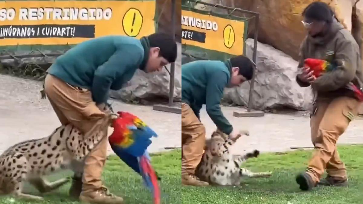Caretaker Saves Parrot from Leopard Attack: A Split-Second Rescue